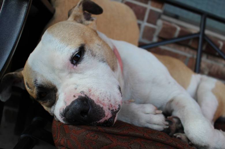 10683588_514500268697866_1922265148941180573_o